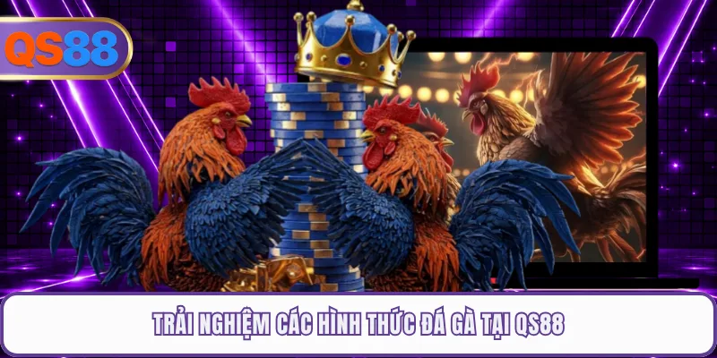 Trải nghiệm các hình thức đá gà tại QS88